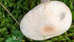 Lepiota erminea