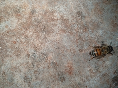 Apis mellifera scutellata