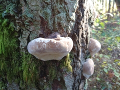 Phellinus alni