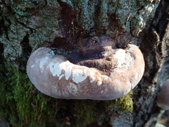 Phellinus alni