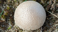 Lycoperdon lividum