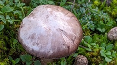 Agaricus devoniensis