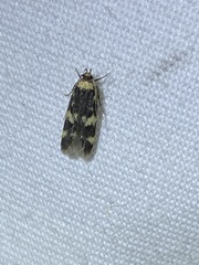 Oegoconia novimundi