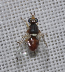 Bactrocera oleae