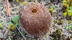 Peziza ammophila