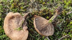 Clitocella popinalis