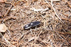 Chalcolepidius apacheanus