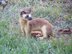 Neogale frenata pulchra