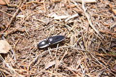 Chalcolepidius apacheanus