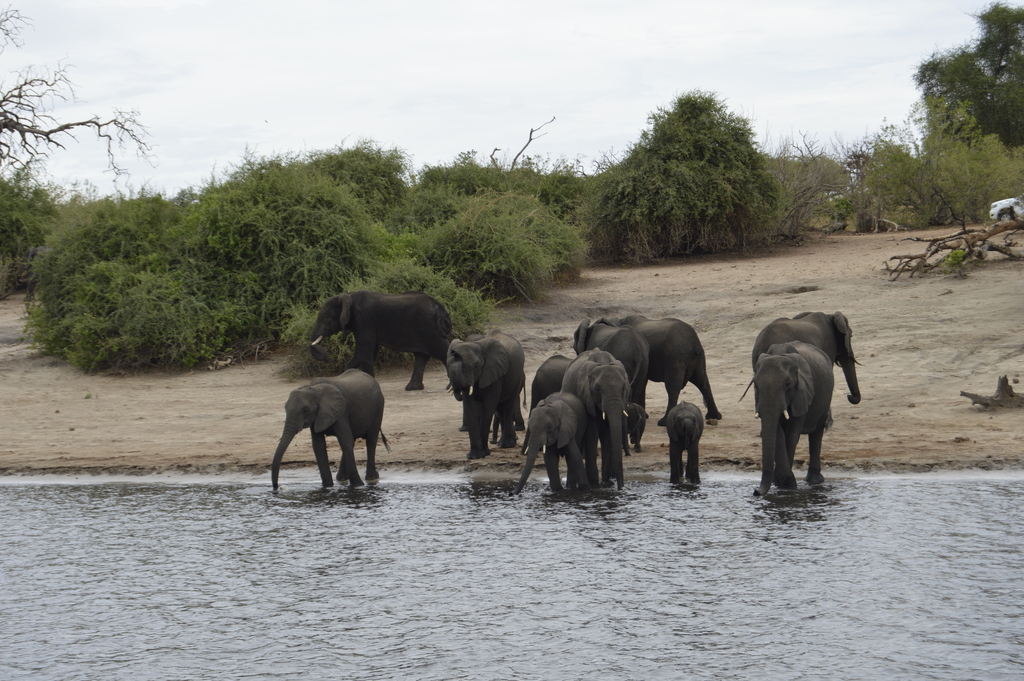 Loxodonta africana, Chobe, BW-CH, BW-CH-CH, BW, by Patricia Morales