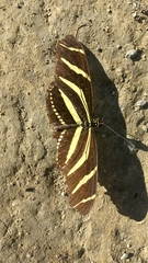 Heliconius charithonia vazquezae
