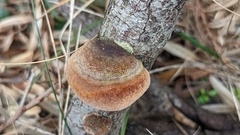 Fomitiporia hippophaeicola