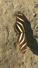 Heliconius charithonia vazquezae