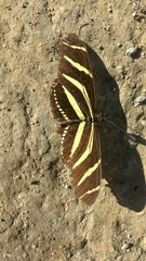 Heliconius charithonia vazquezae