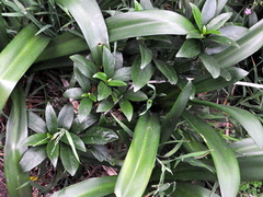 Melicytus ramiflorus