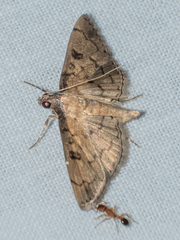 Nacoleia charesalis