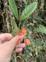 Epidendrum