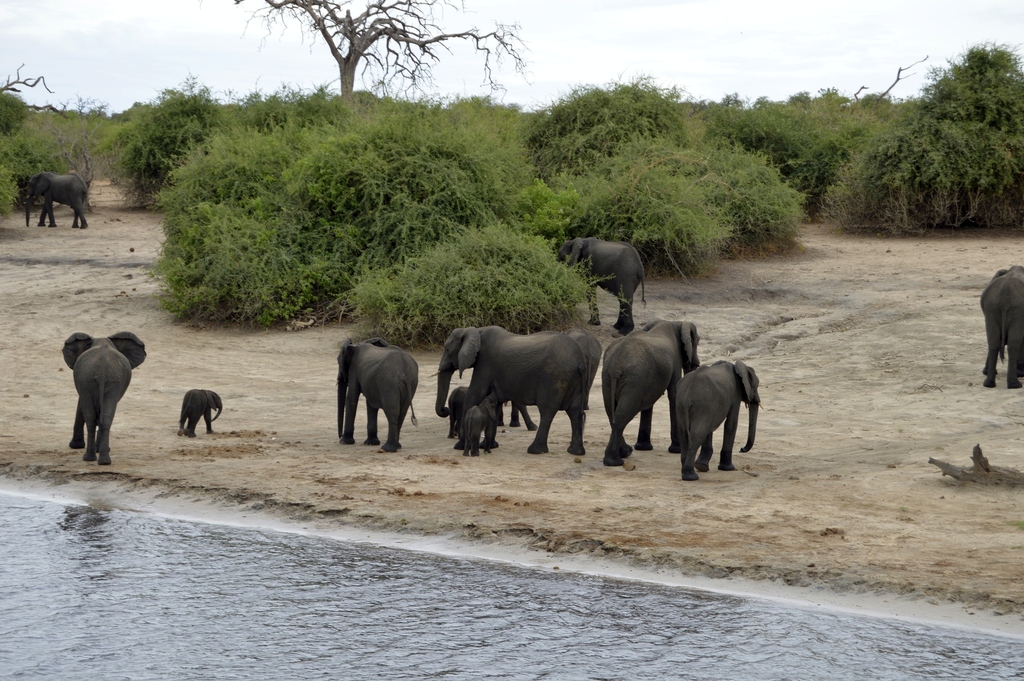 Loxodonta africana, Chobe, BW-CH, BW-CH-CH, BW, by Patricia Morales