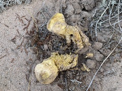 Scleroderma septentrionale