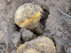 Scleroderma septentrionale