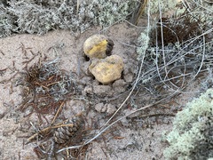 Scleroderma septentrionale