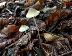 Mycena crocata