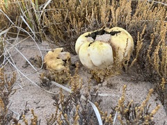 Scleroderma septentrionale