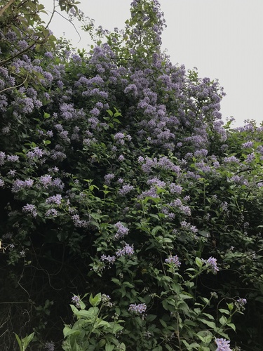 Solanum crispum