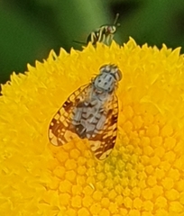 Austrotephritis poenia