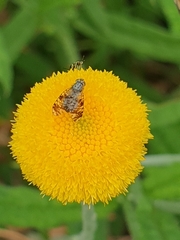 Austrotephritis poenia