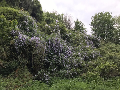 Solanum crispum
