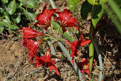 Hippeastrum hybridum