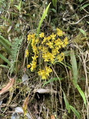Oncidium