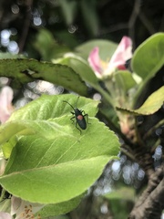 Stenomacra marginella