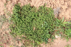 Portulaca oleracea