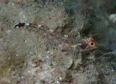 Tripterygion delaisi