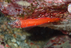 Tripterygion melanurus