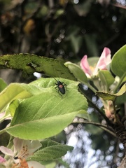 Stenomacra marginella
