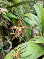 Oncidium