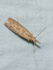 Macrorrhinia endonephele