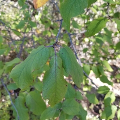 Prunus mexicana