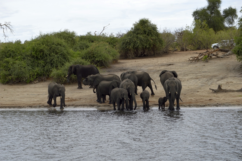 Loxodonta africana, Chobe, BW-CH, BW-CH-CH, BW, by Patricia Morales