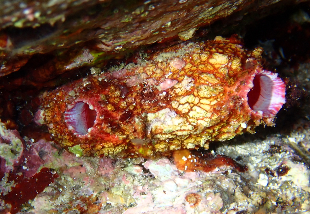 Pink-Siphon Sea Squirt