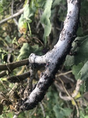 Stenomacra marginella