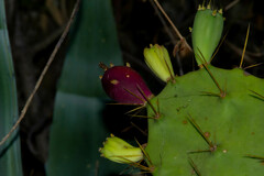 Opuntia stricta