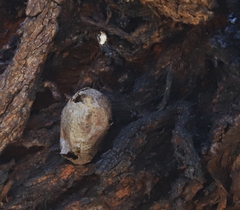 Opodiphthera eucalypti
