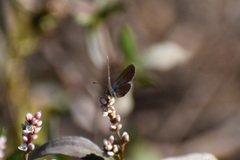 Brephidium exilis exilis