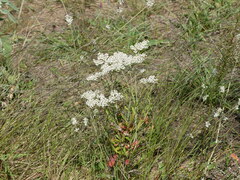 Eriogonum multiflorum