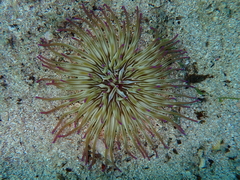 Condylactis aurantiaca