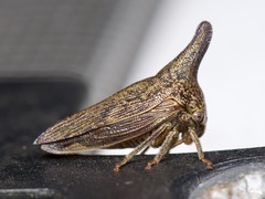 Thelia bimaculata